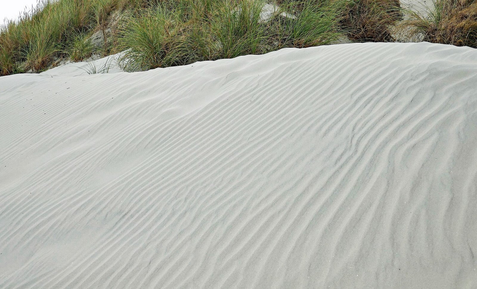 Wind-rippled sand beside dune grass